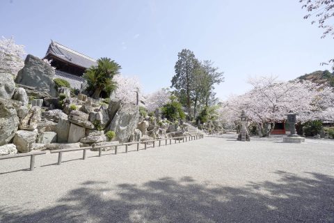 桜に彩られた粉河寺庭園