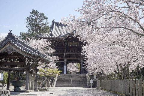 満開の桜