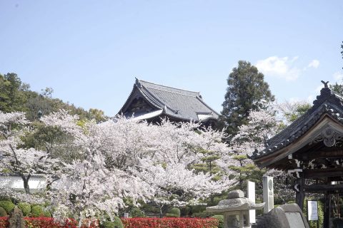 桜越しに望む本堂の甍