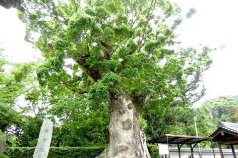 距木地（きょぼくち）の大楠